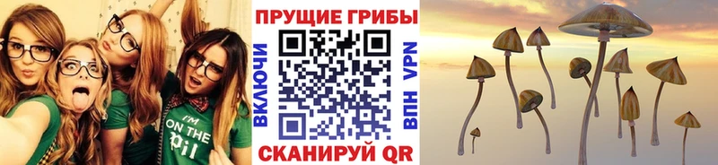 где купить   Аргун  Псилоцибиновые грибы Cubensis 